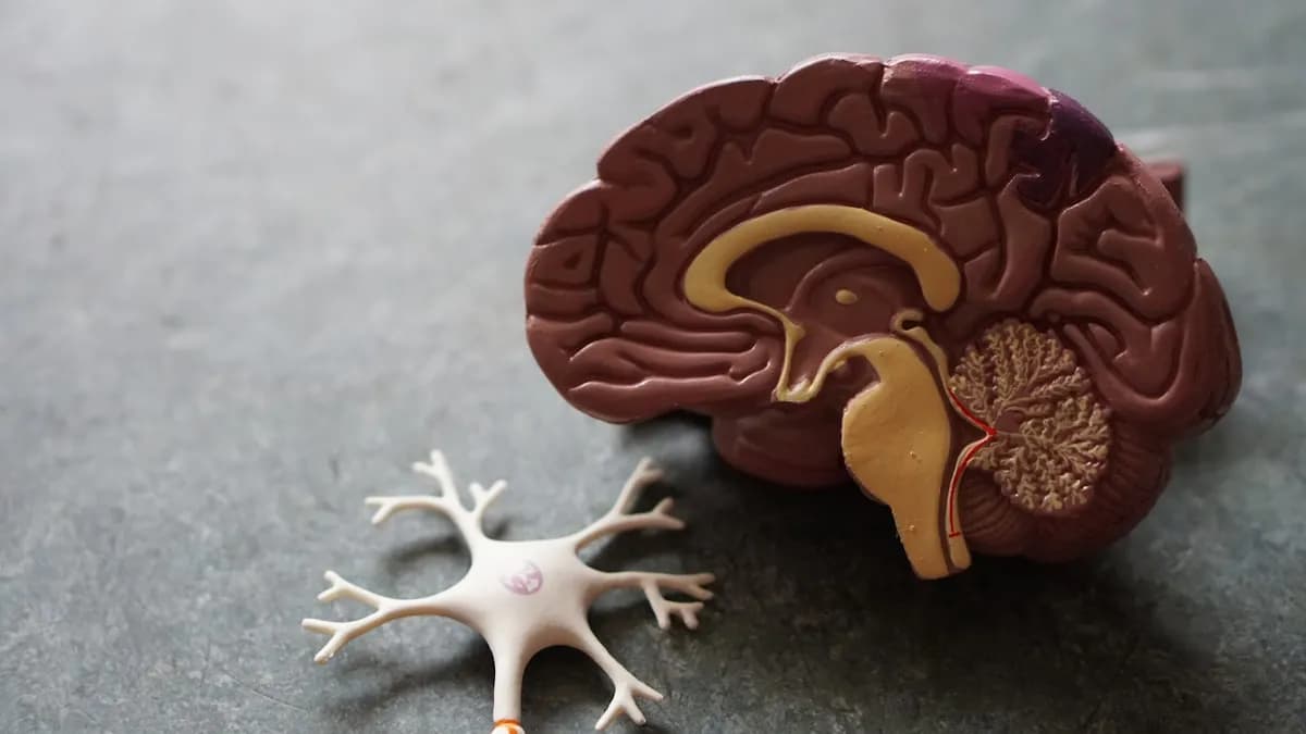 Les biais cognitifs du trader : guide complet | TradeStack